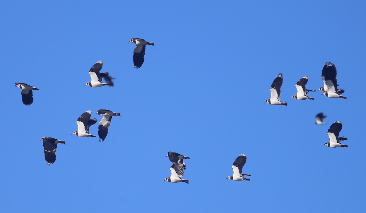 Northern Lapwing - ML626360176