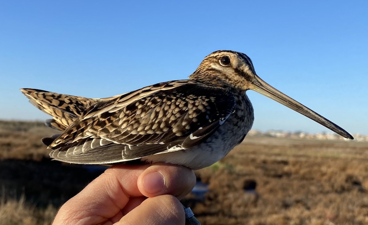 Common Snipe - ML626360182