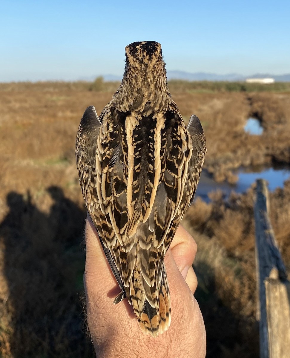 Common Snipe - ML626360183