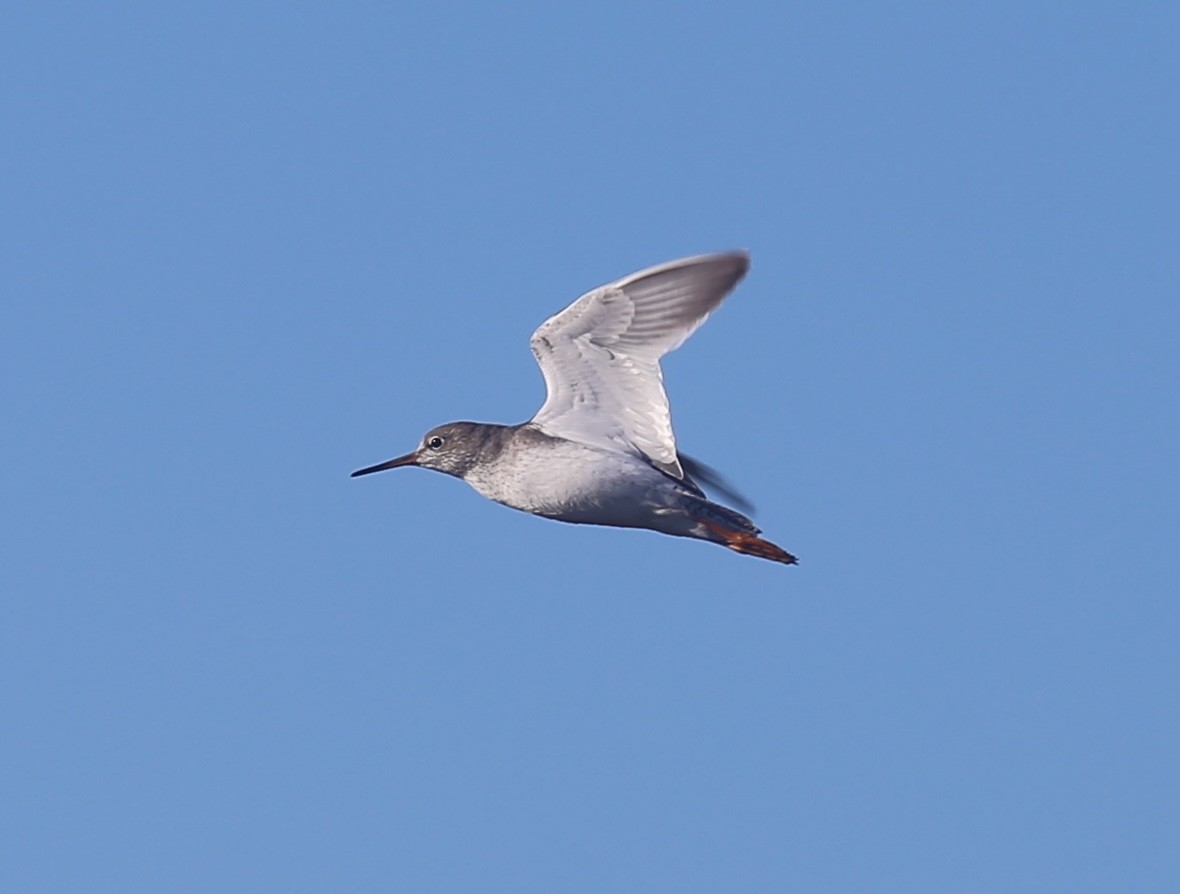 Common Redshank - ML626360184