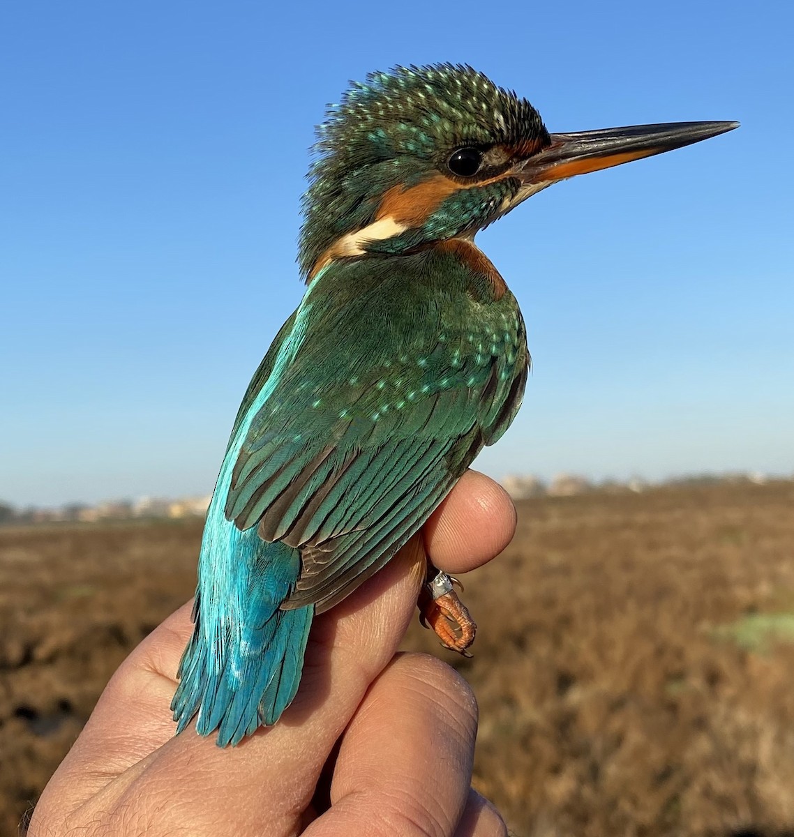 Common Kingfisher - ML626360189