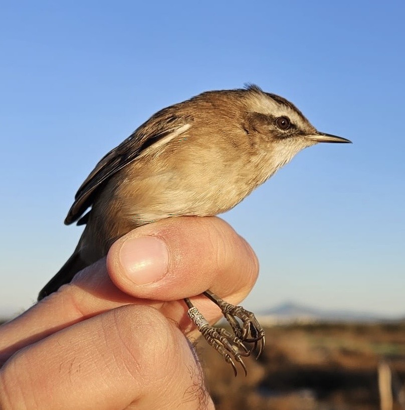 Moustached Warbler - ML626360191