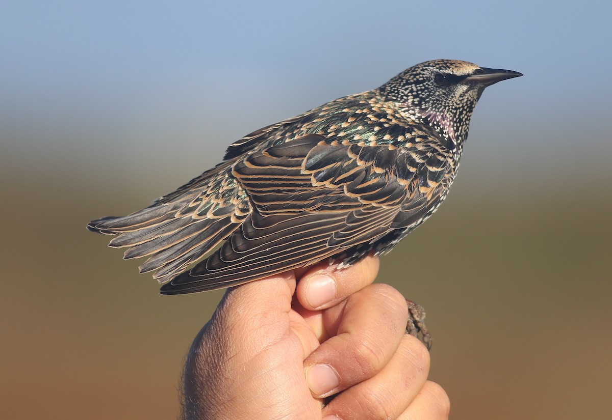 European Starling - ML626360193