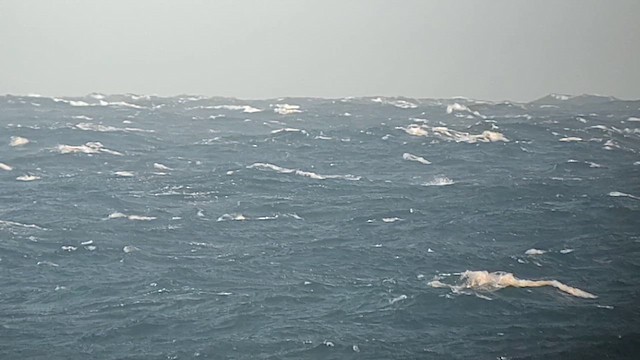 Short-tailed Shearwater - ML626360211