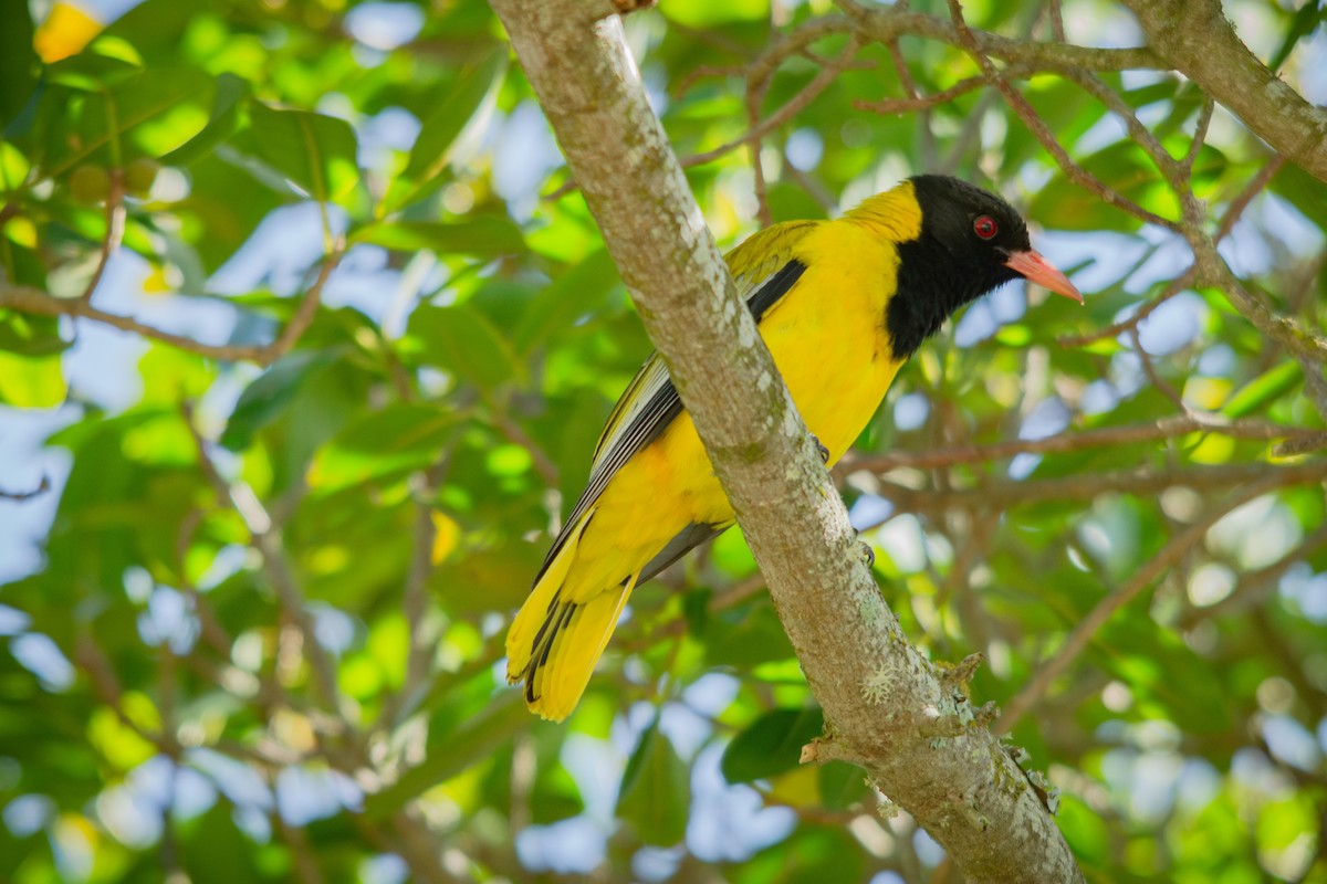African Black-headed Oriole - ML626360247
