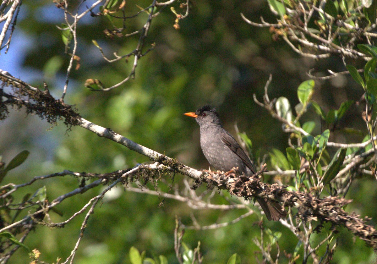 Malagasy Bulbul - ML626360354