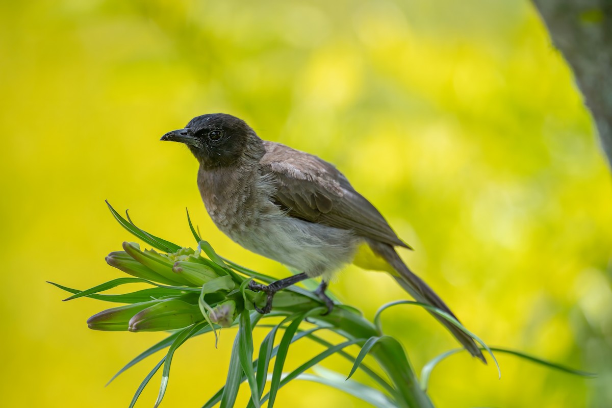 Common Bulbul - ML626360376