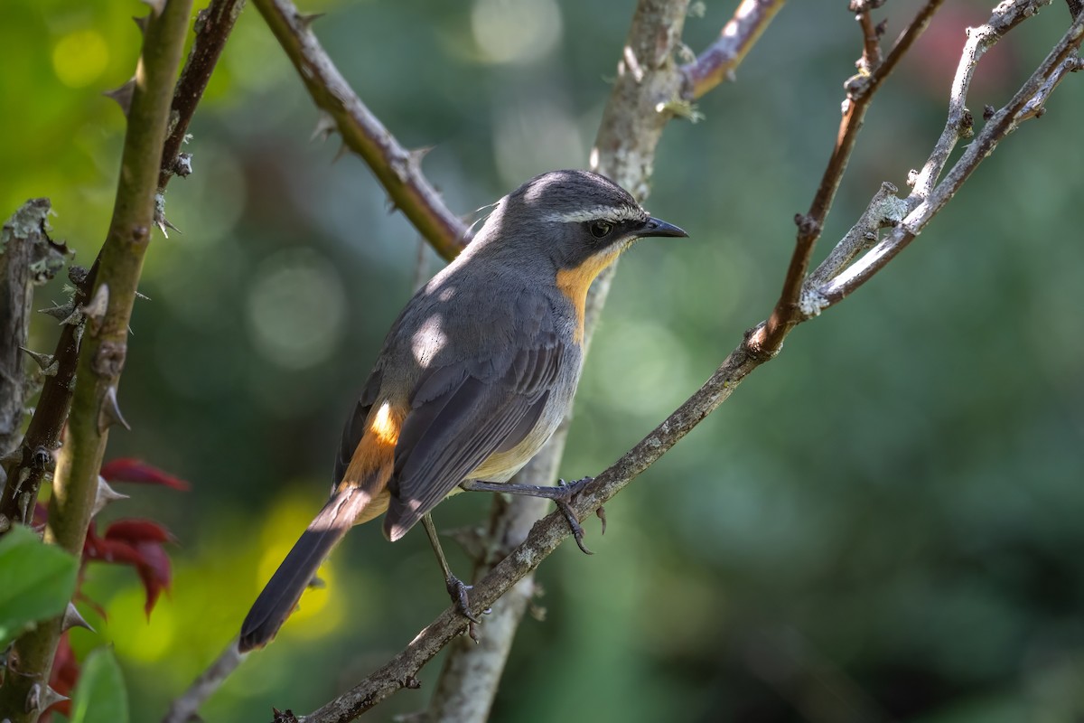 Cape Robin-Chat - ML626360380