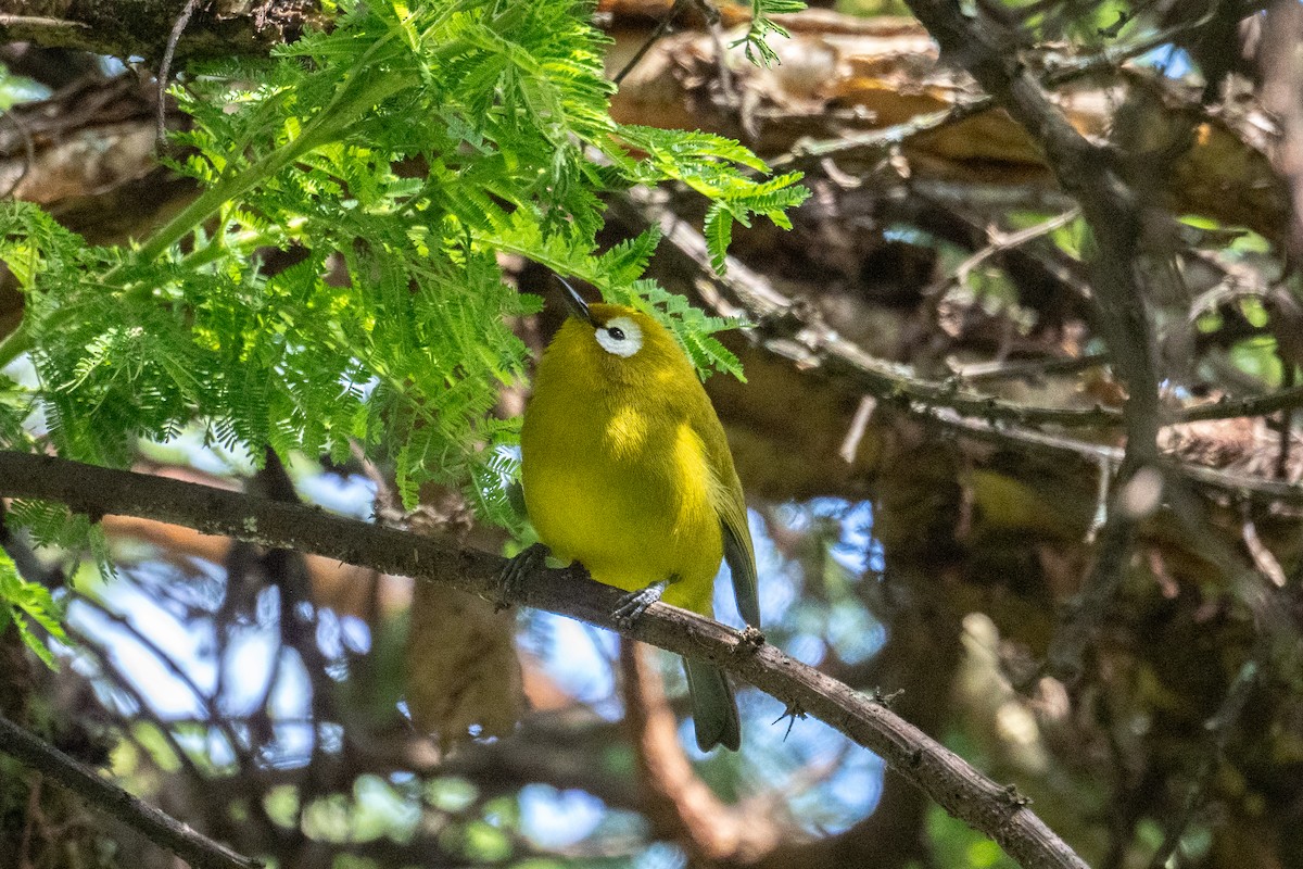 Kilimanjaro White-eye - ML626360386