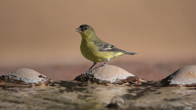 ヒメキンヒワ - ML626360387