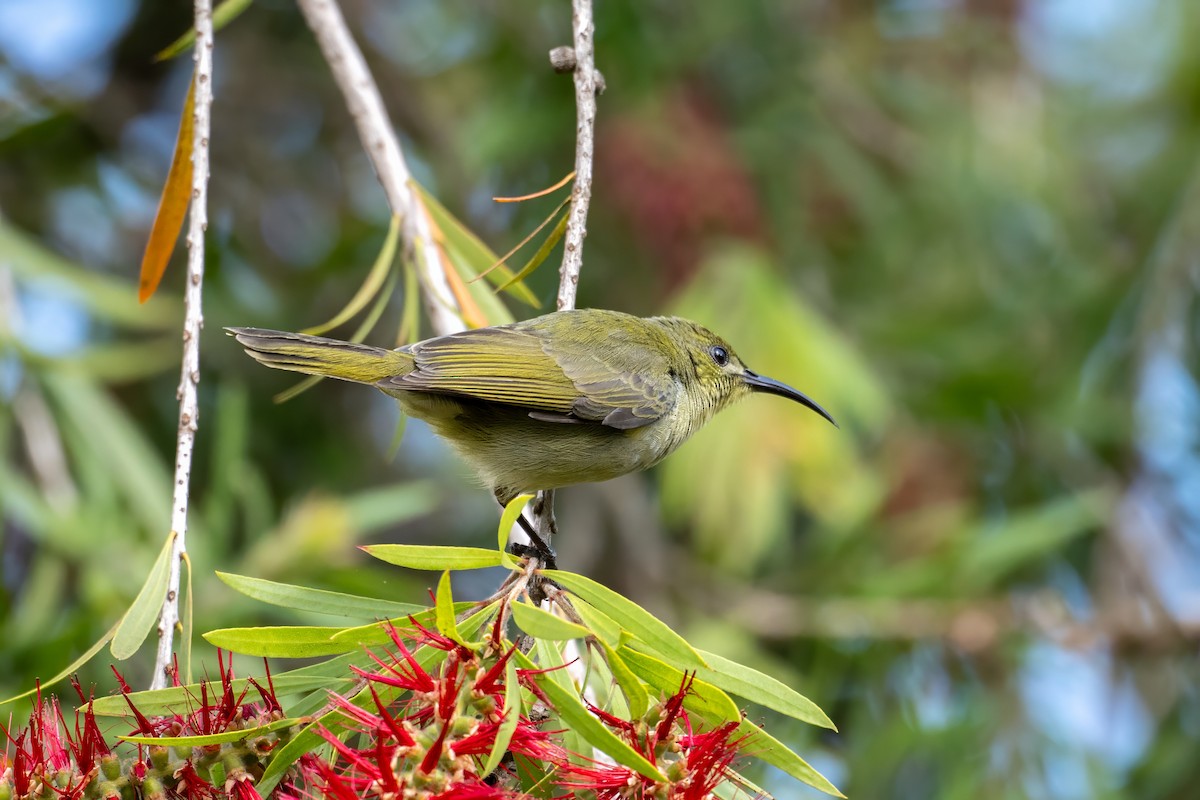 Olive Sunbird - ML626360395