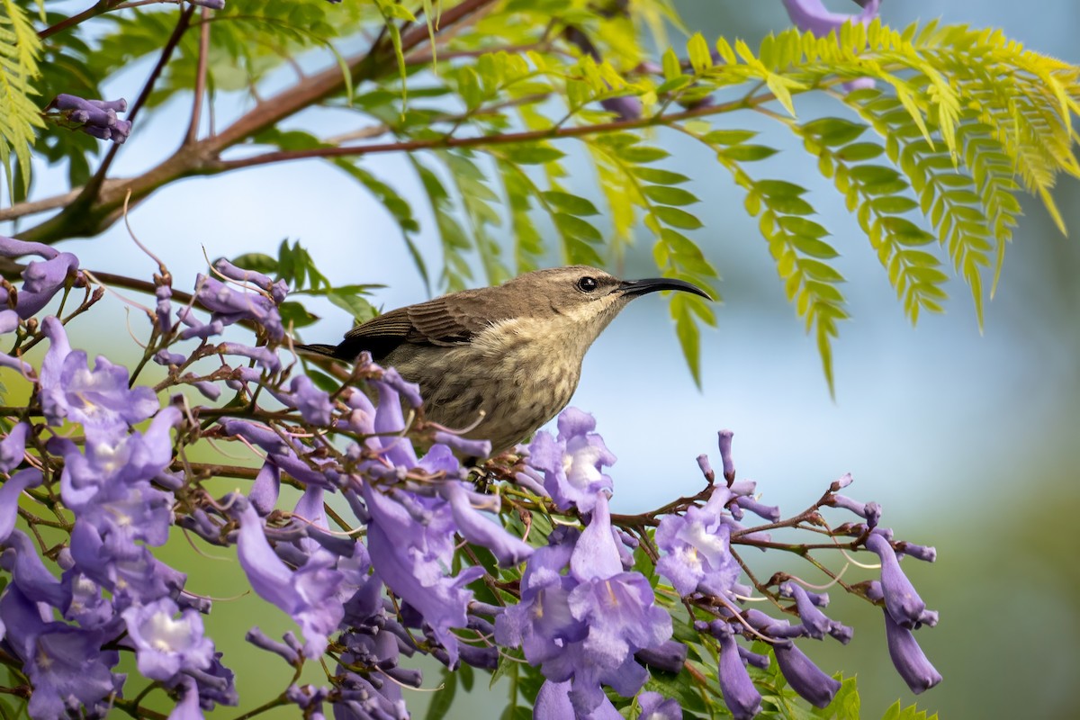 Amethyst Sunbird - ML626360401