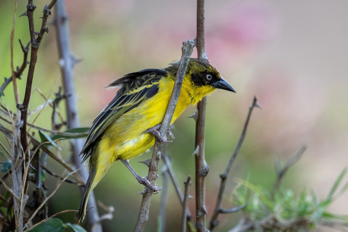 Baglafecht Weaver - ML626360417
