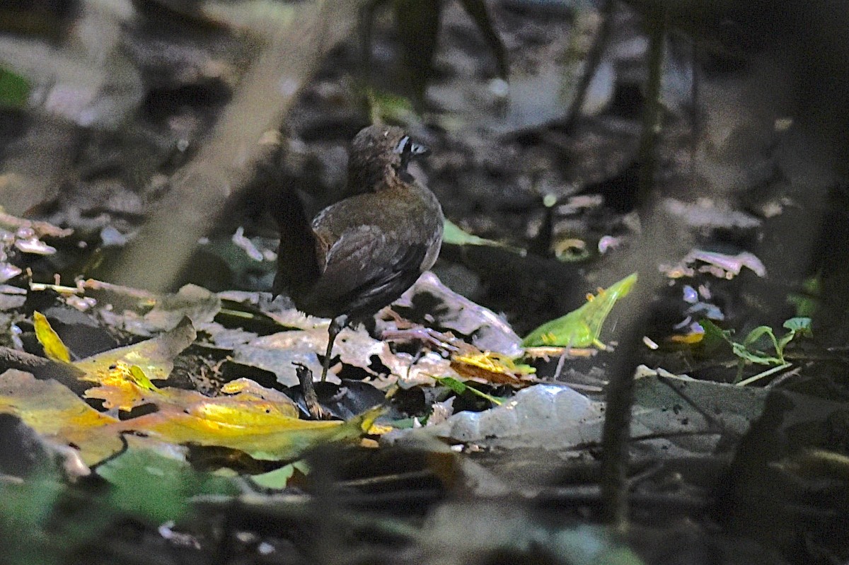 Black-faced Antthrush - ML626360451