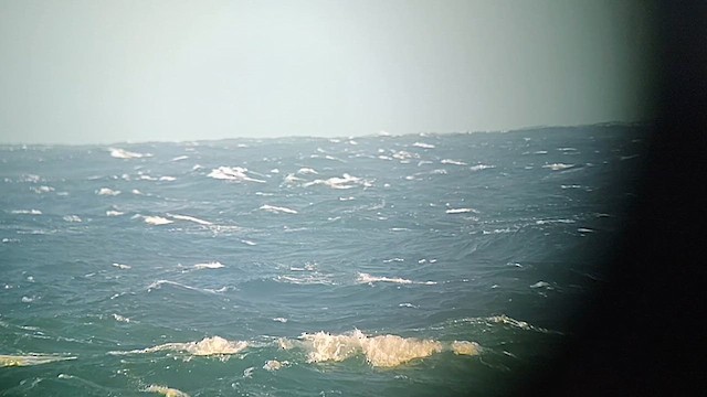 Short-tailed Shearwater - ML626360476