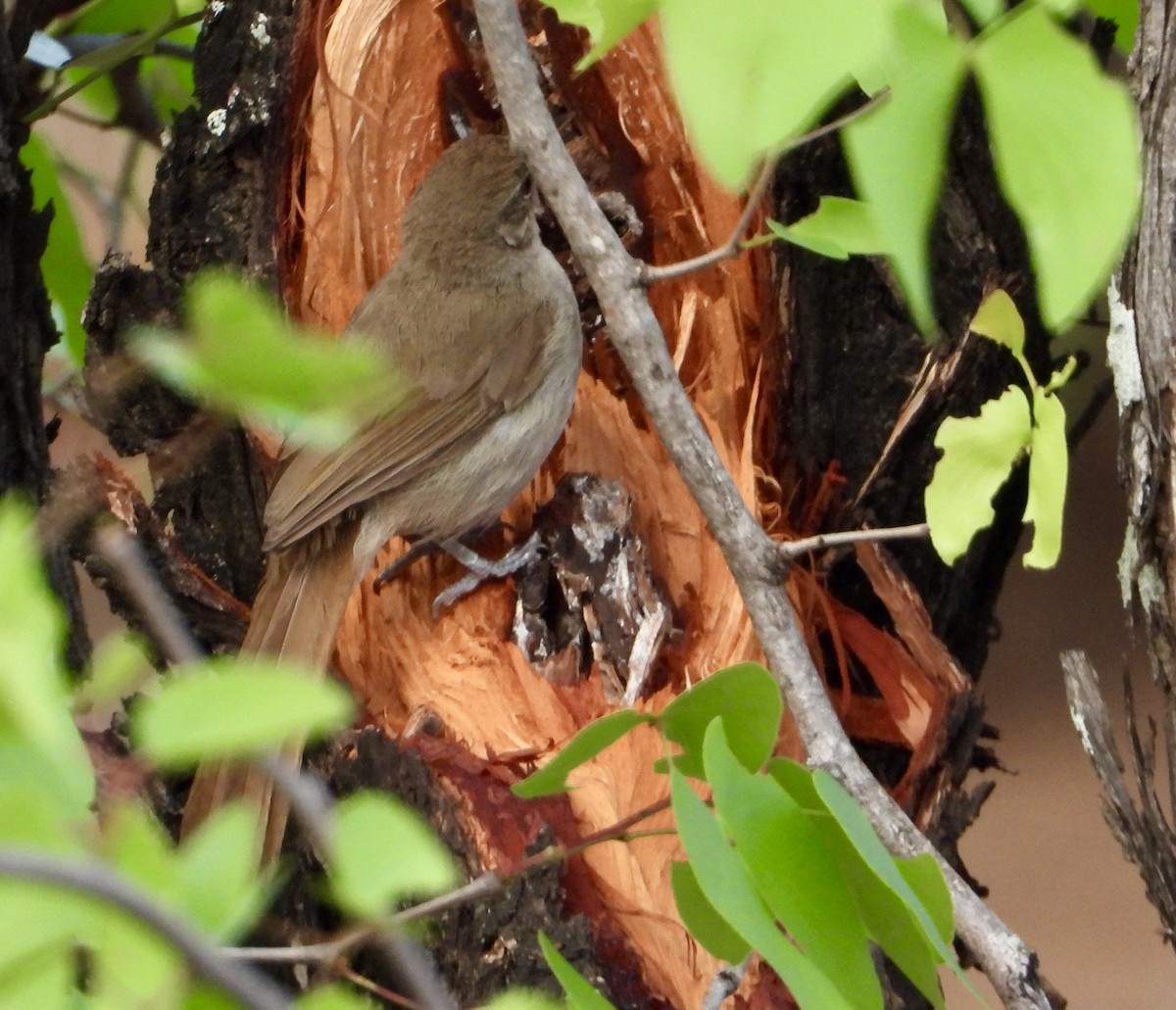 Terrestrial Brownbul - ML626360531