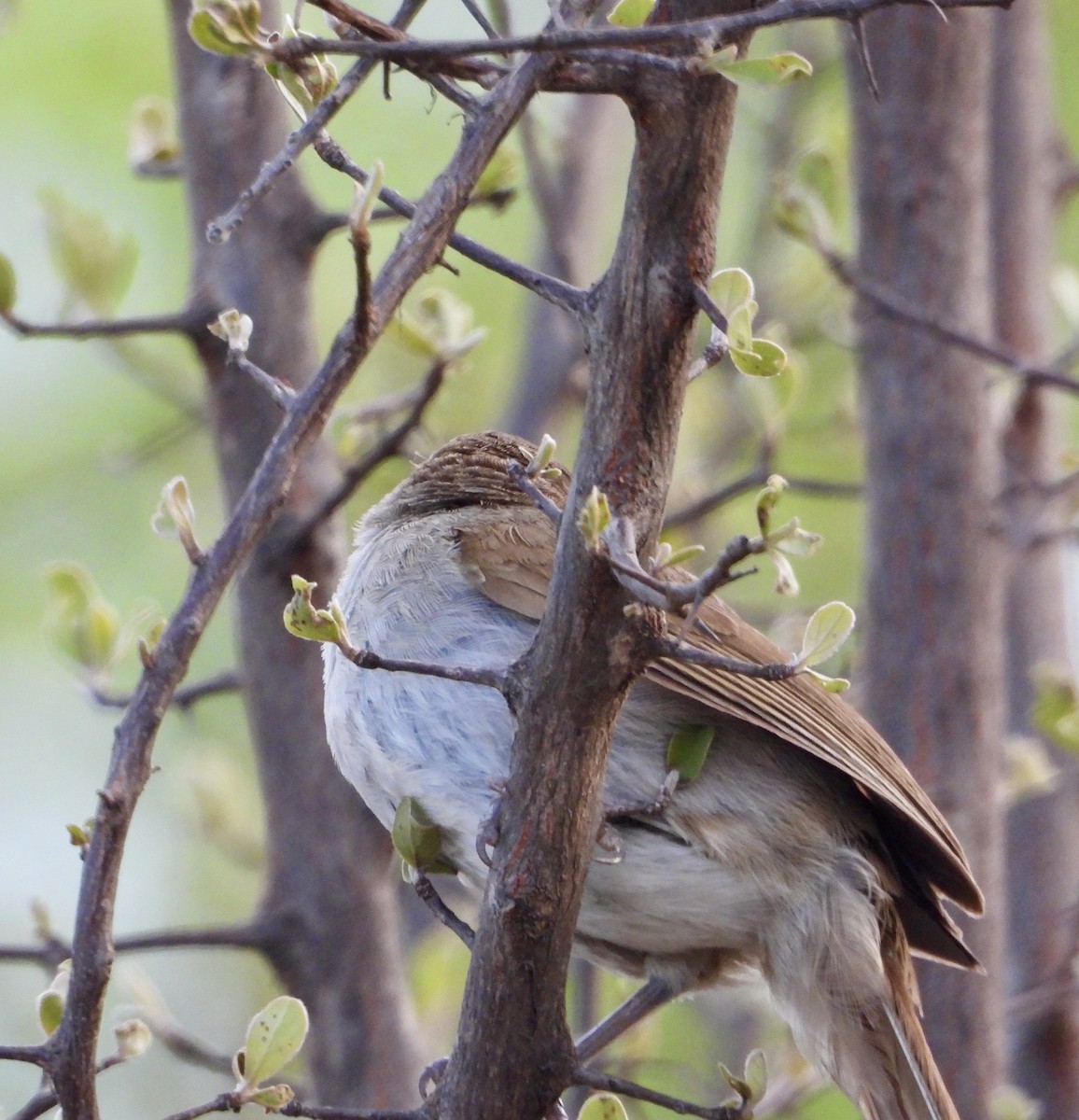 Terrestrial Brownbul - ML626360532