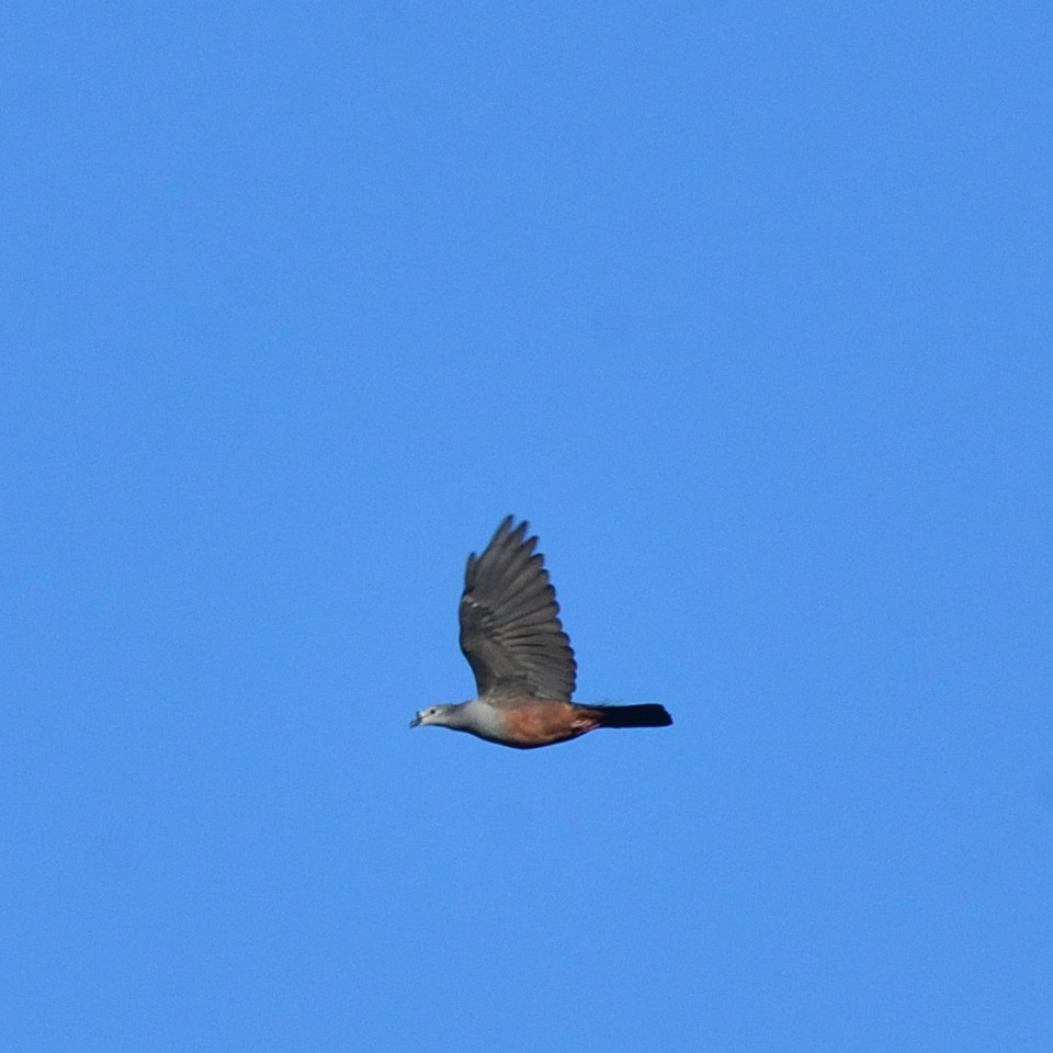 Micronesian Imperial-Pigeon - ML626360541