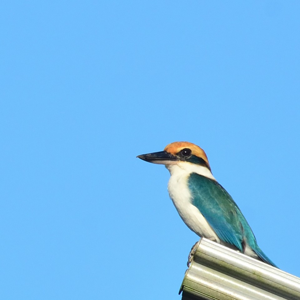 Pohnpei Kingfisher - ML626360549