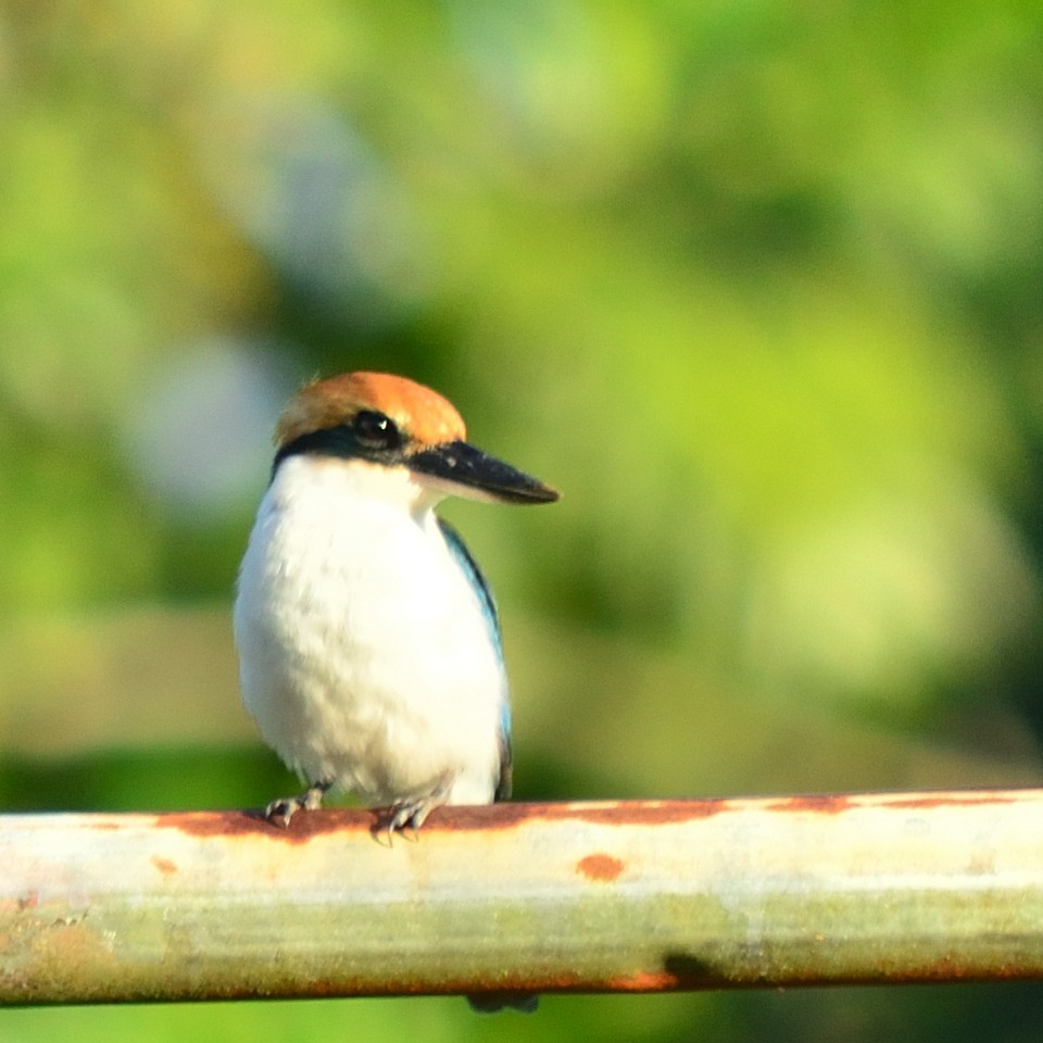 Pohnpei Kingfisher - ML626360550