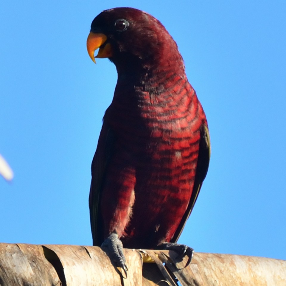 Pohnpei Lorikeet - ML626360557