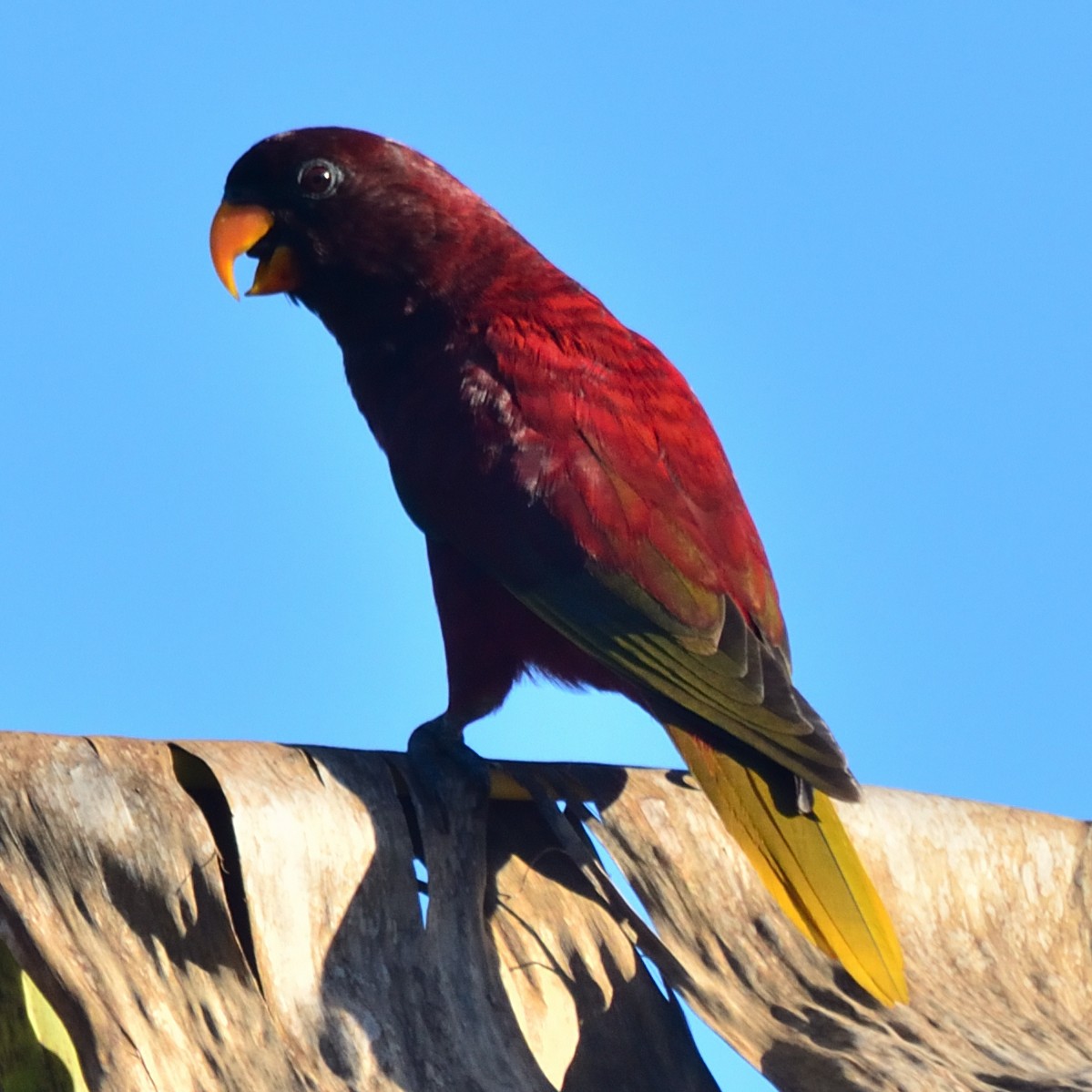 Pohnpei Lorikeet - ML626360558