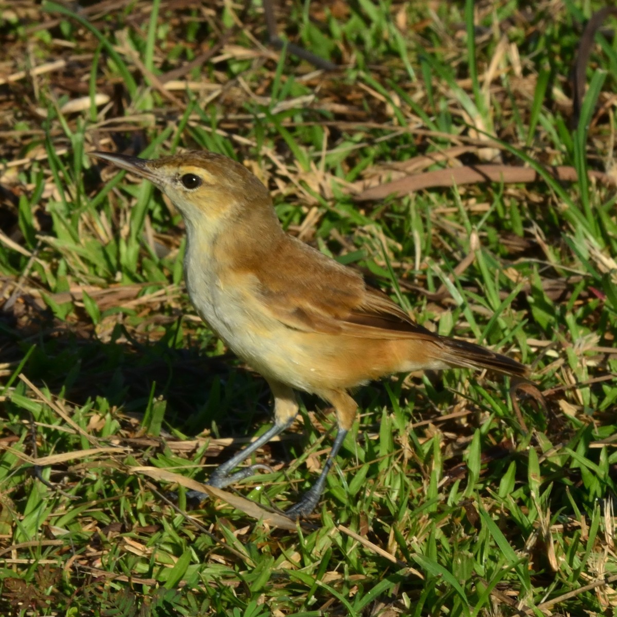 Caroline Reed Warbler - ML626360573