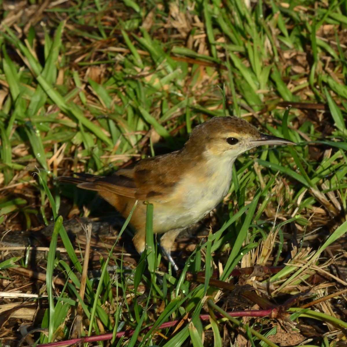 Caroline Reed Warbler - ML626360574