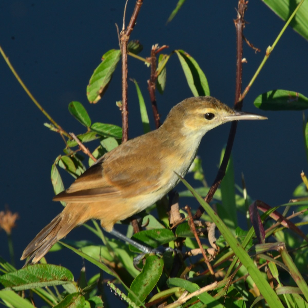 Caroline Reed Warbler - ML626360575