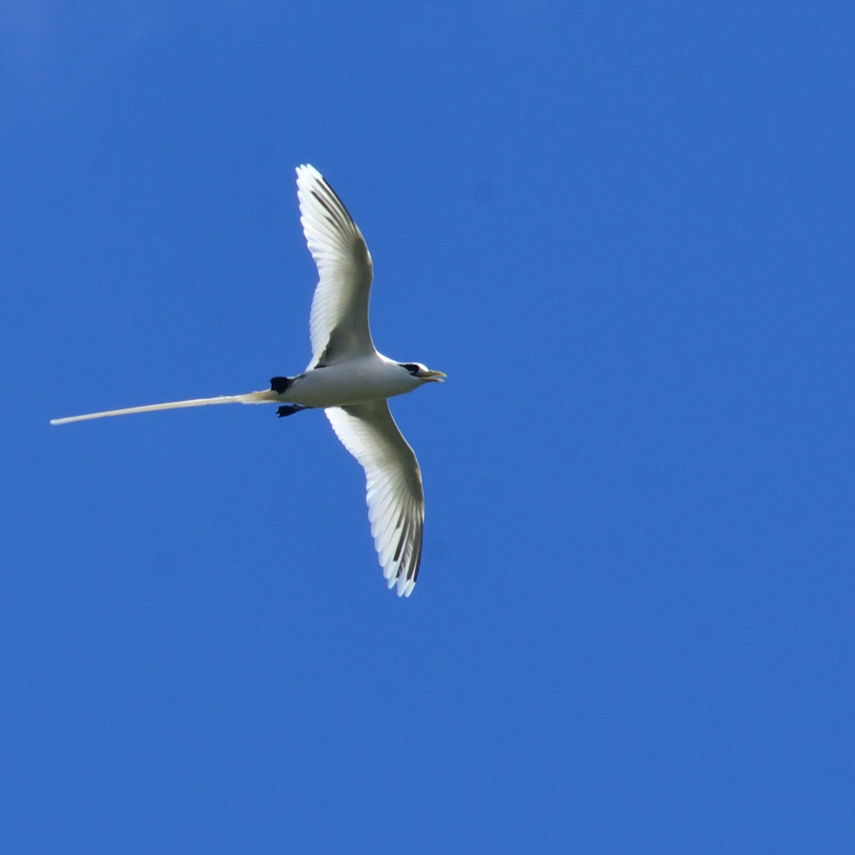 White-tailed Tropicbird - ML626360612