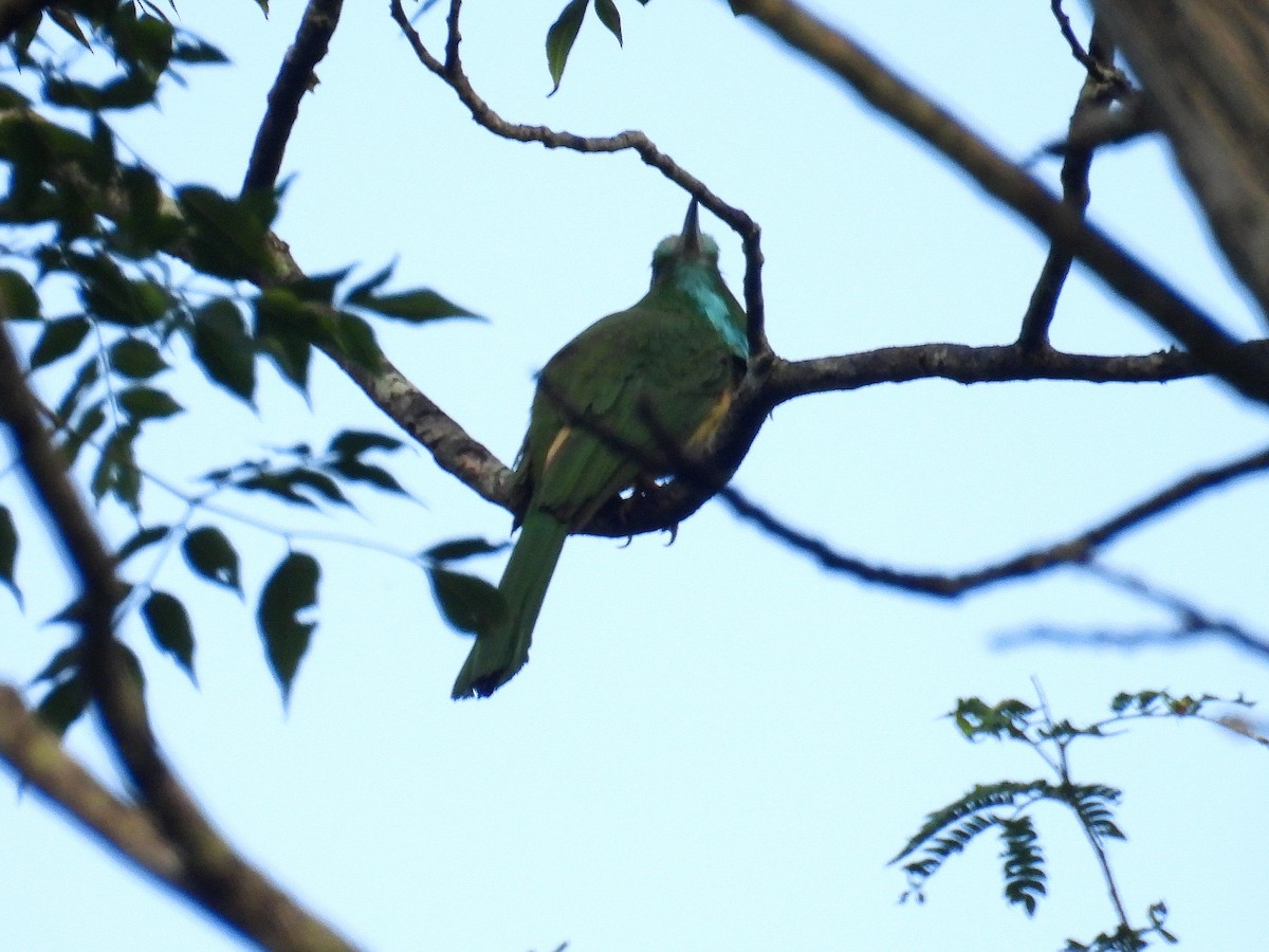 Blue-bearded Bee-eater - ML626360824
