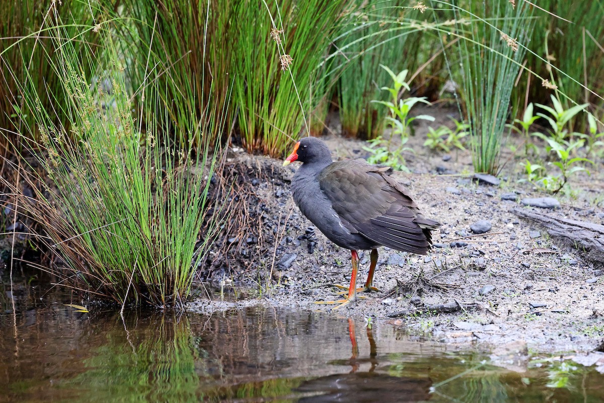 Dusky Moorhen - ML626360831