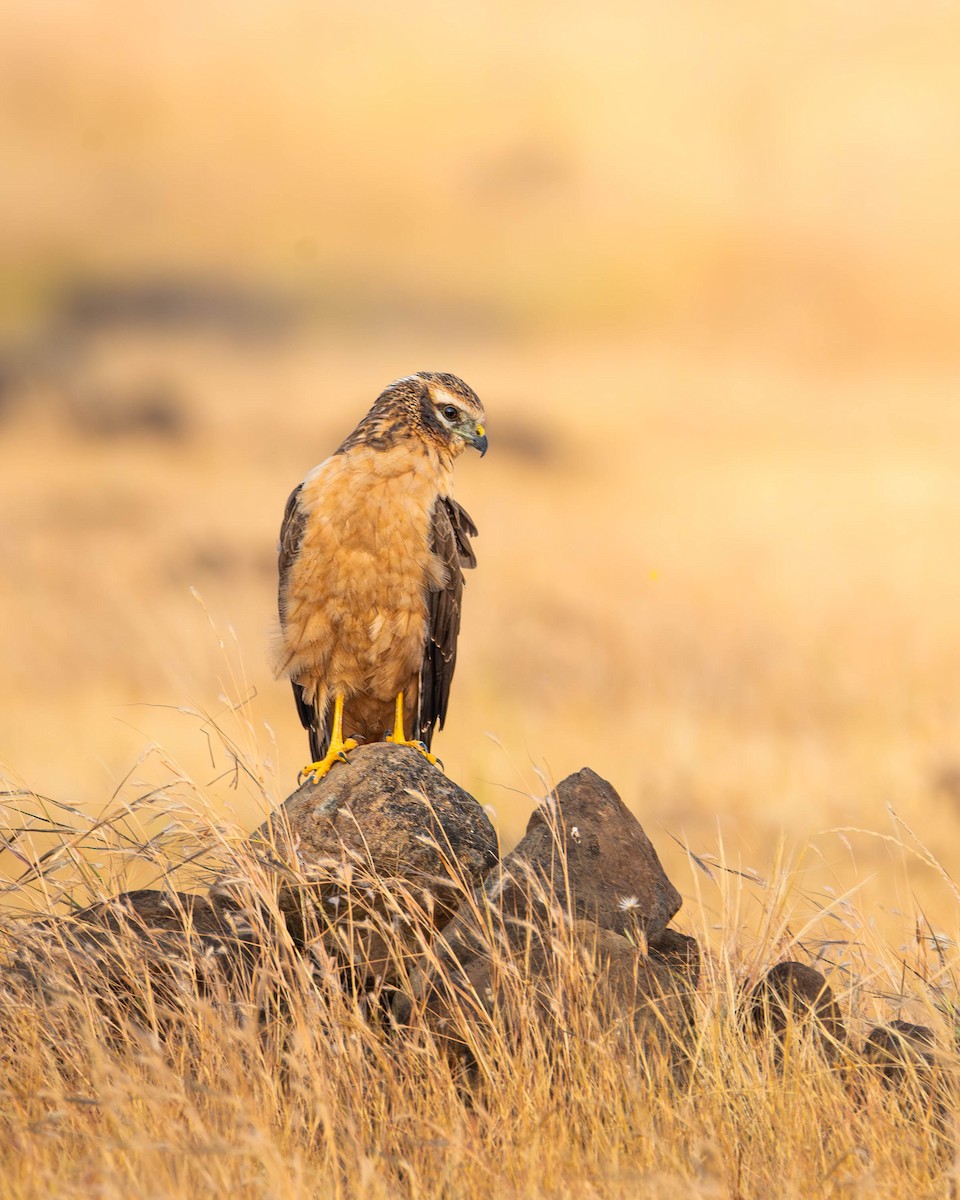 Pallid Harrier - ML626361019