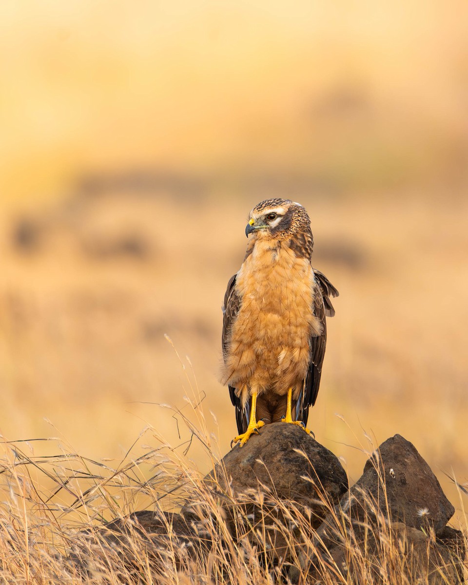 Pallid Harrier - ML626361020
