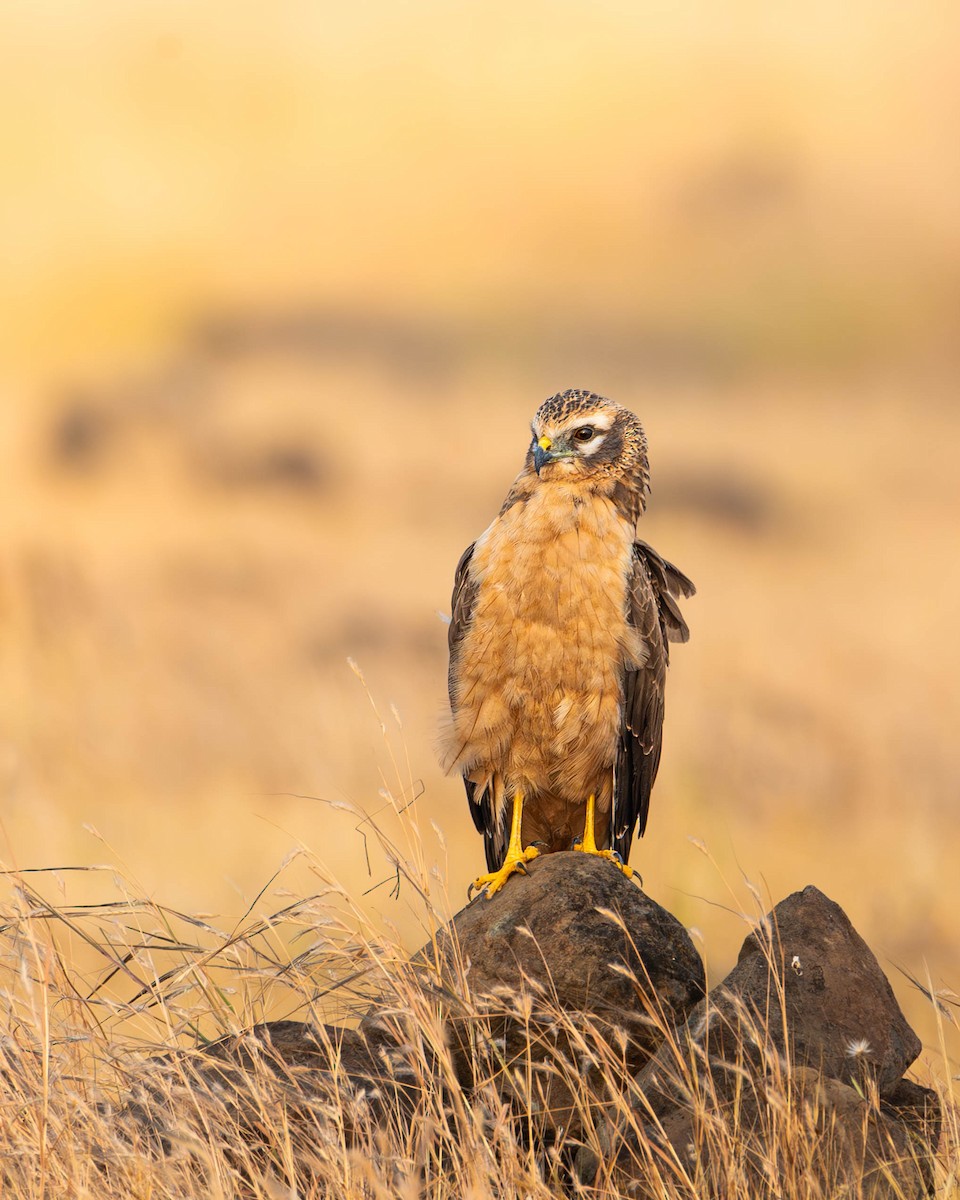 Pallid Harrier - ML626361021