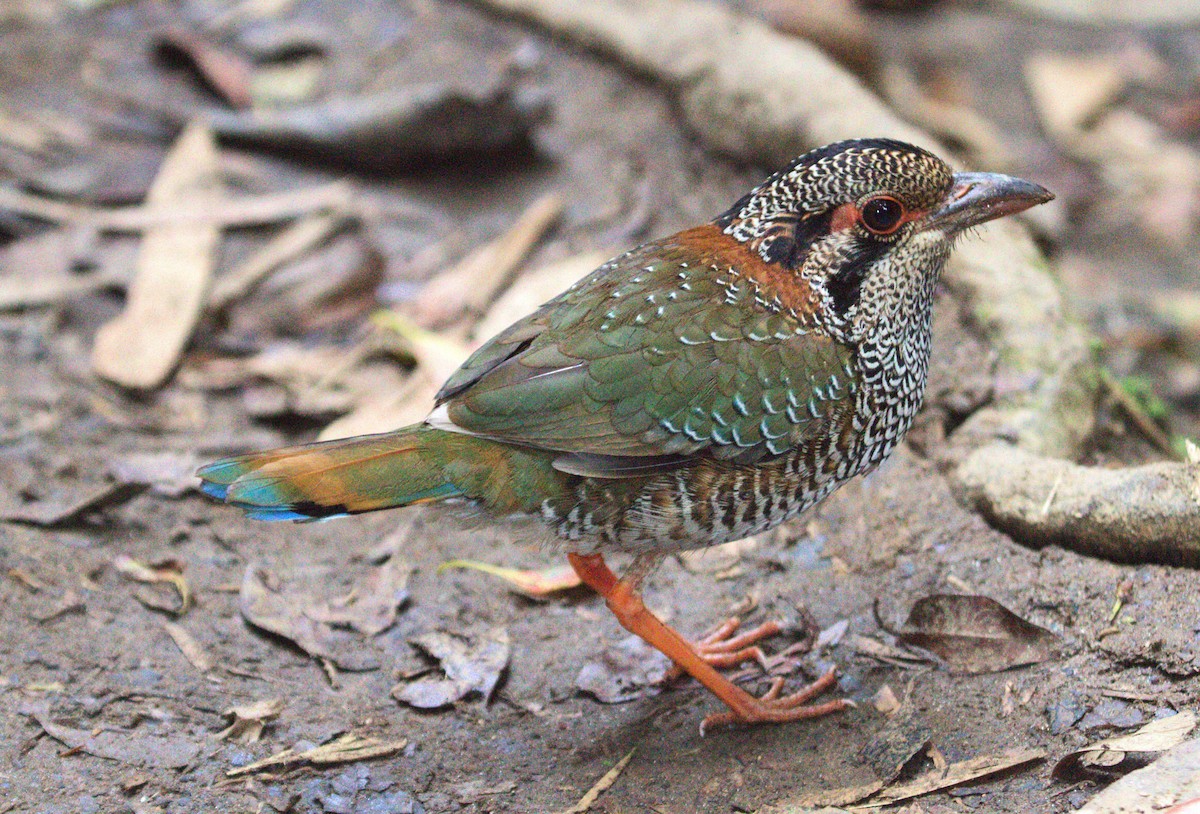 Scaly Ground-Roller - ML626361035