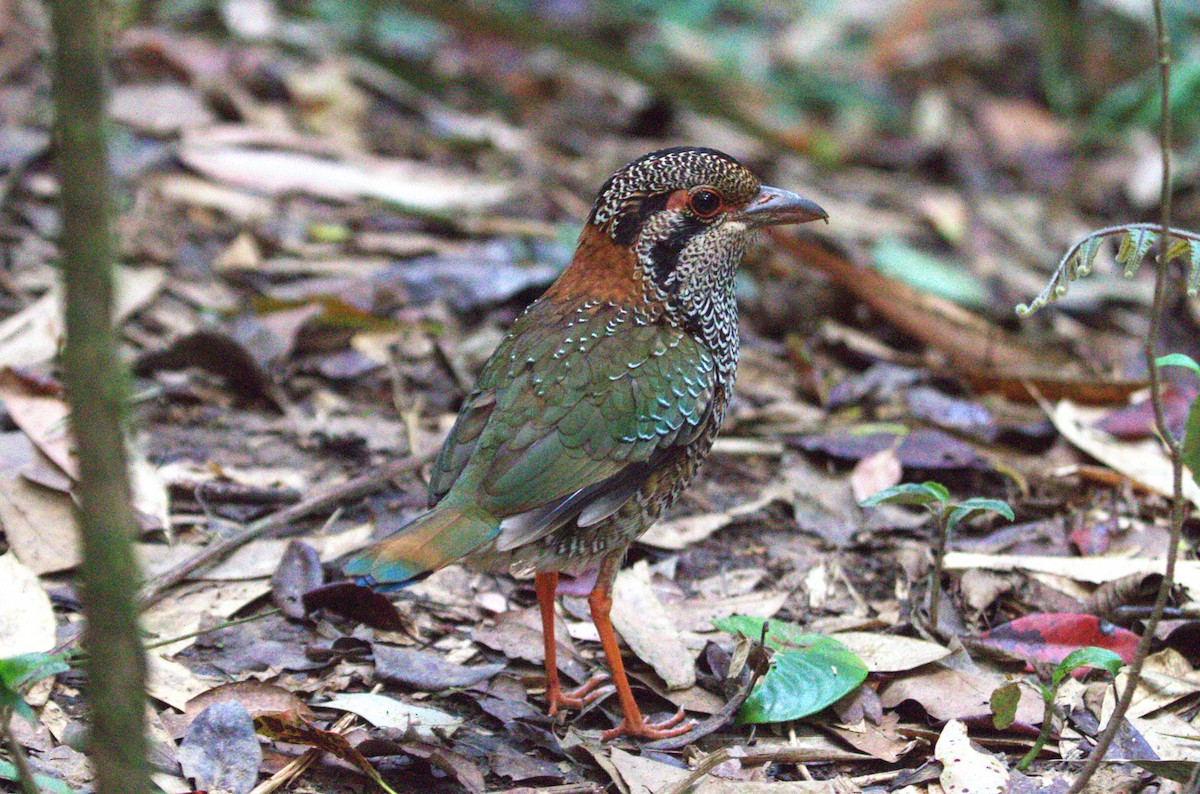 Scaly Ground-Roller - ML626361067