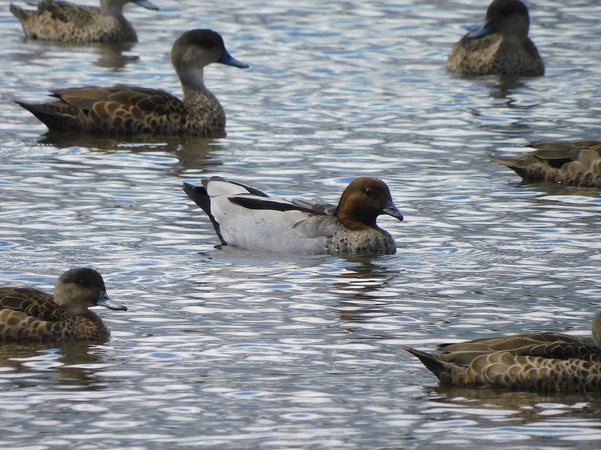 Maned Duck - ML626361094