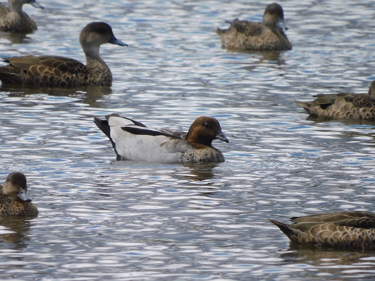 Maned Duck - ML626361095