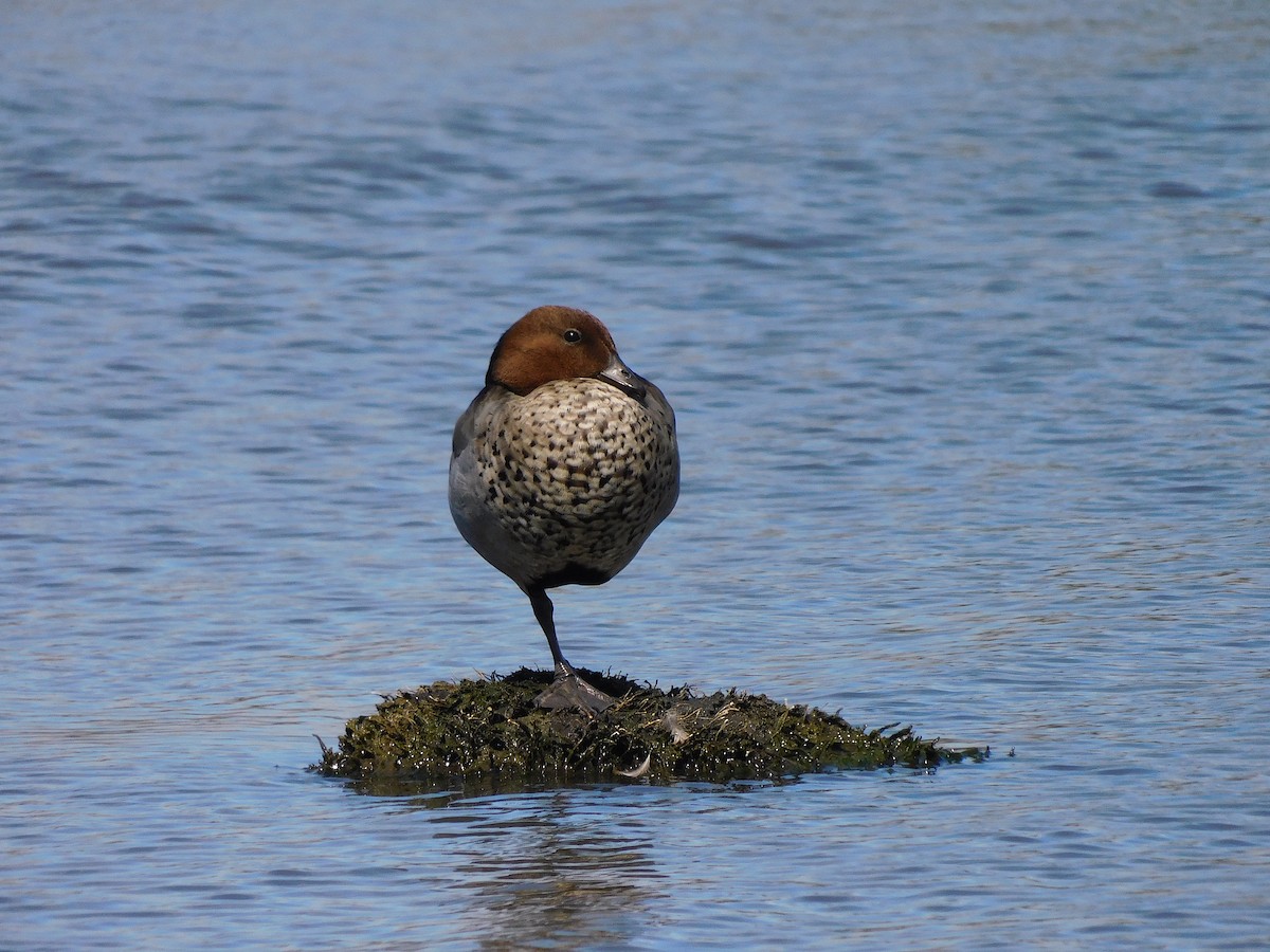 Maned Duck - ML626361096