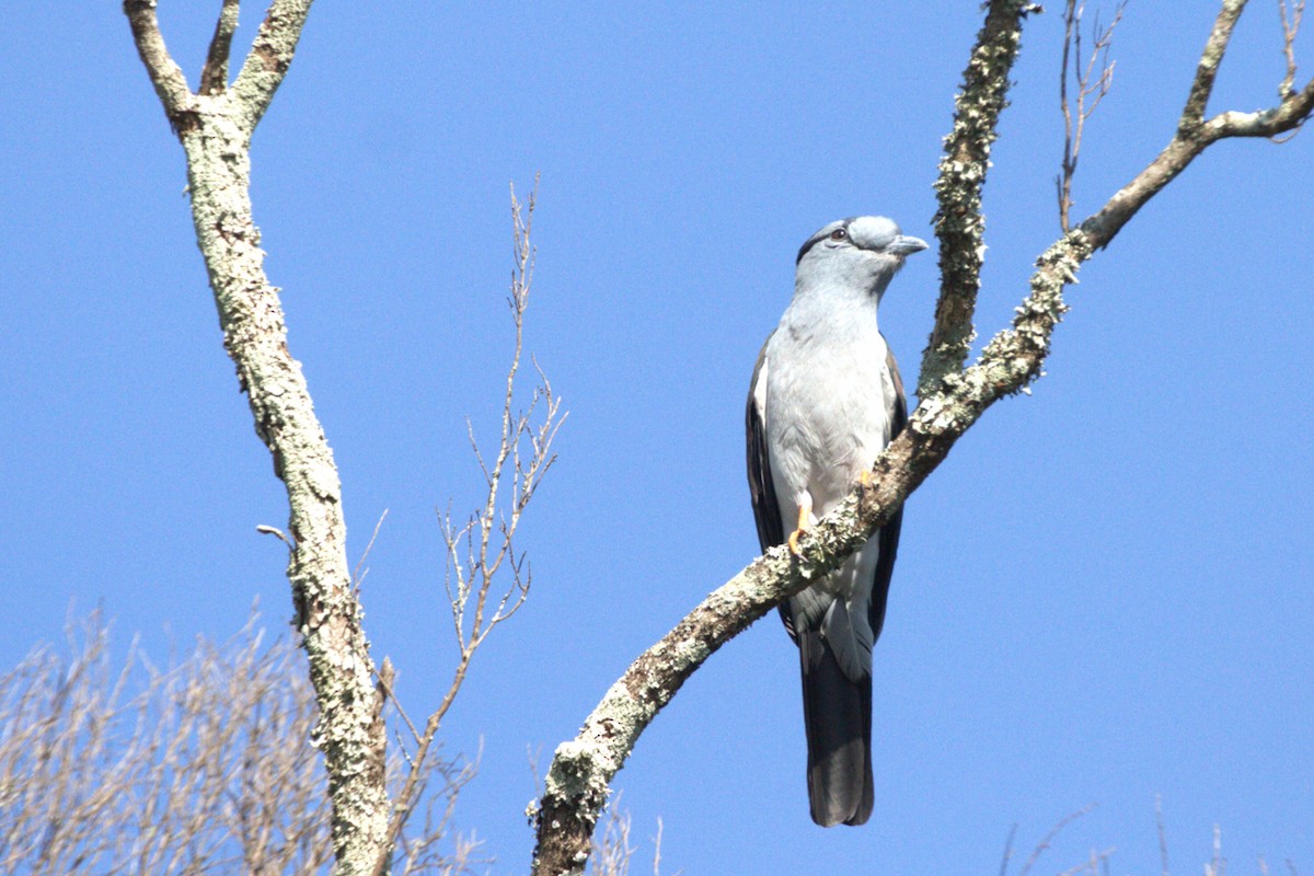 Cuckoo-roller - ML626361151