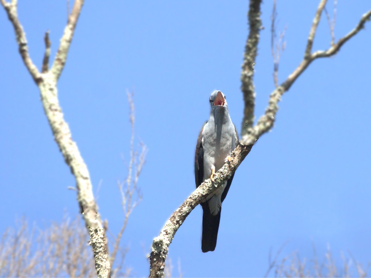 Cuckoo-roller - ML626361251