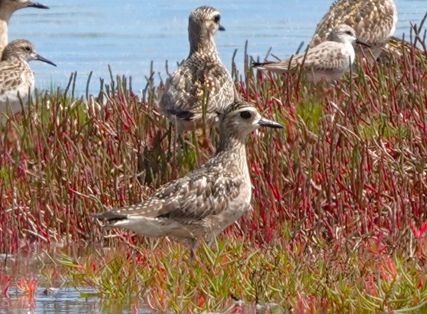 Pacific Golden-Plover - ML626361314