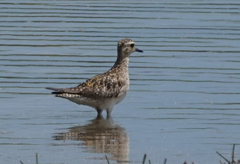 Pacific Golden-Plover - ML626361316