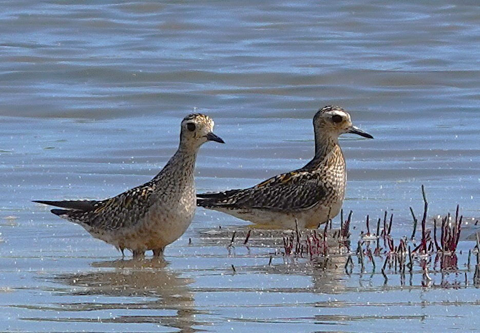 Pacific Golden-Plover - ML626361317