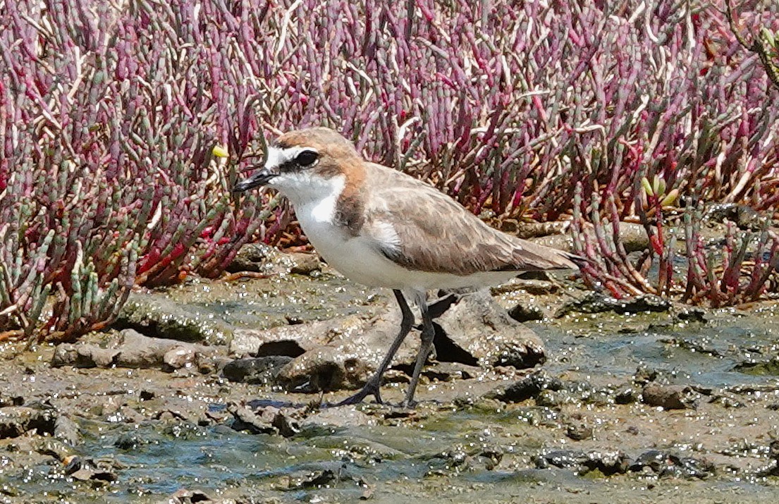 Red-capped Plover - ML626361320