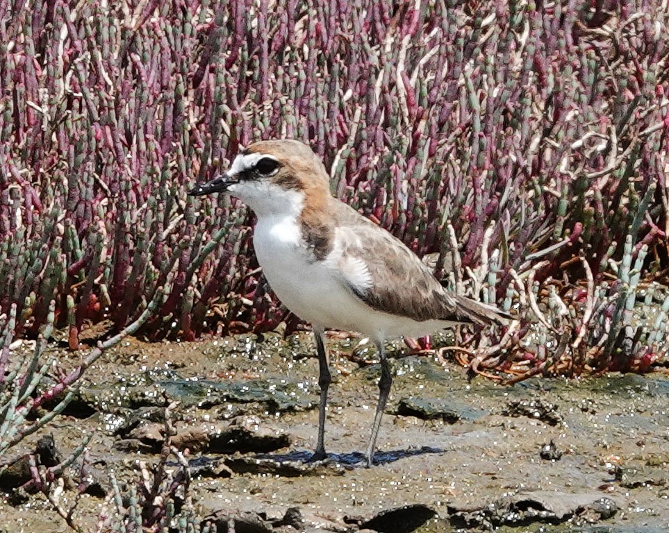 Red-capped Plover - ML626361323