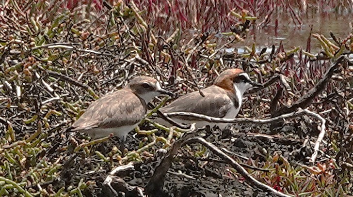 Red-capped Plover - ML626361326