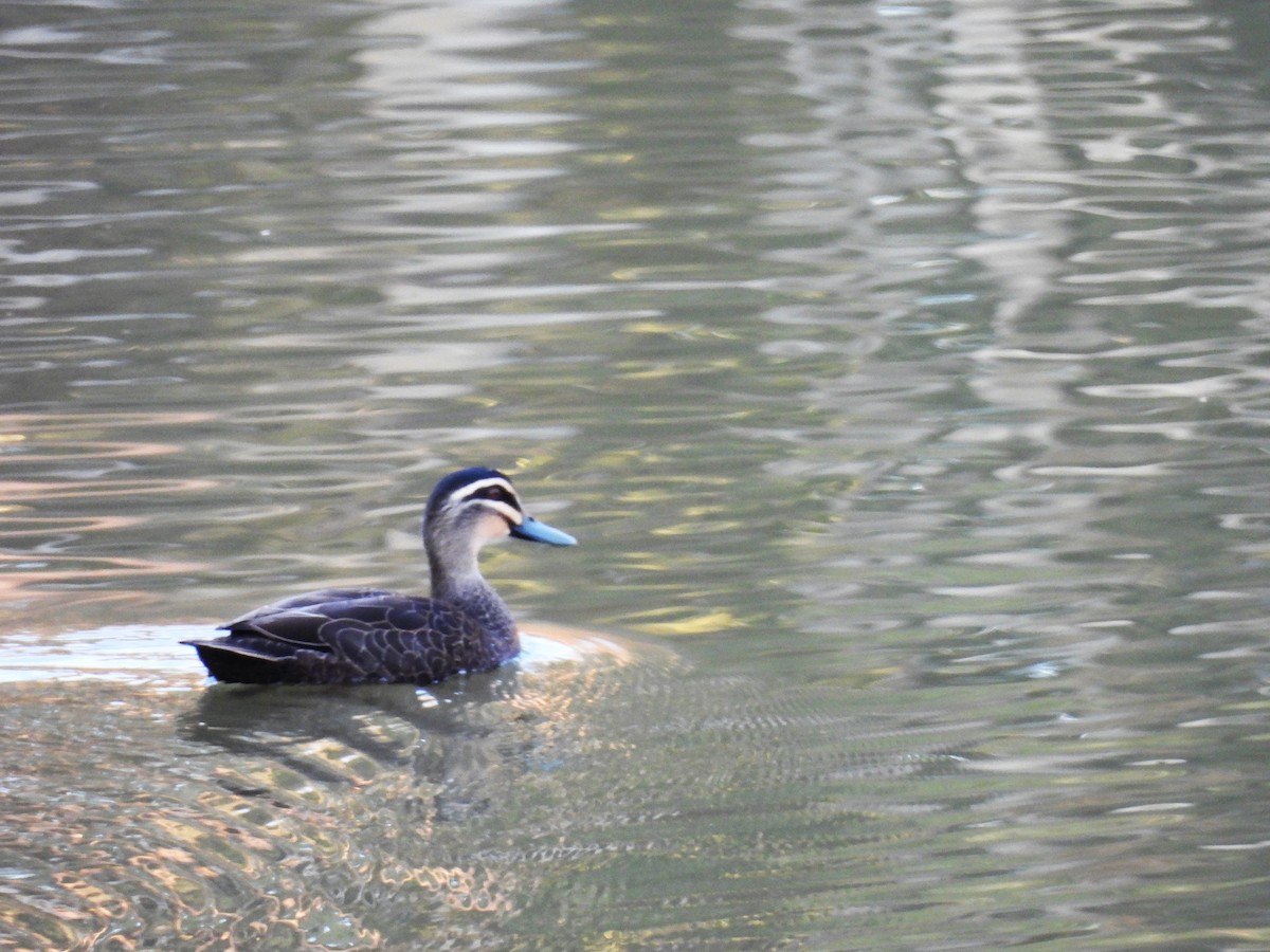 Pacific Black Duck - ML626361556