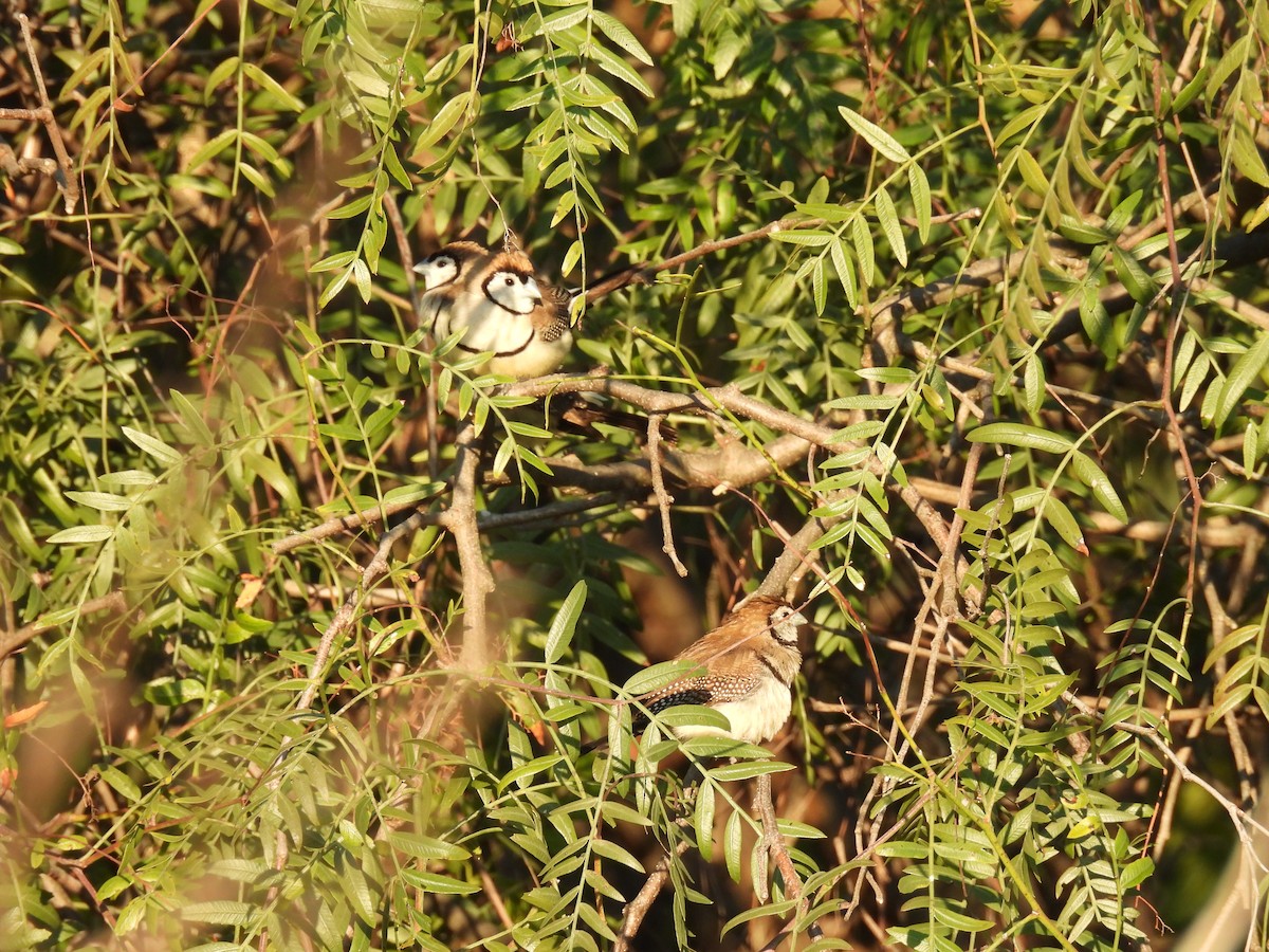 Double-barred Finch - ML626361568